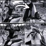 The Horrifying Final Moments of Orca Trainer Jessica Radcliffe – A Tragic Tale of Captivity and Consequences